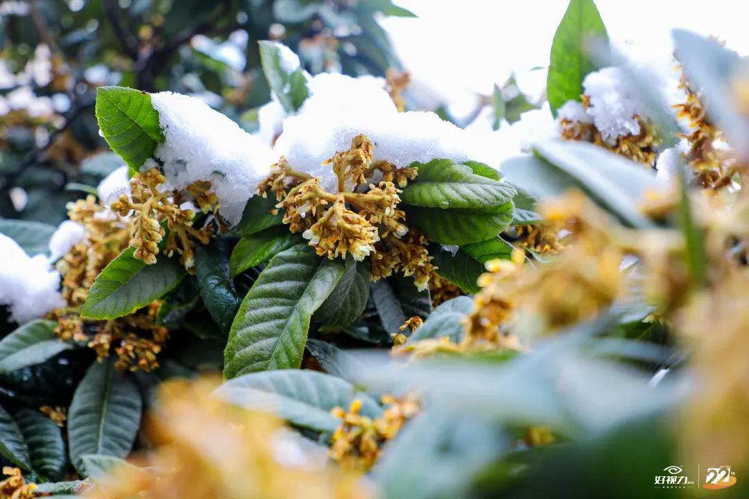 一场初雪,日韩视频第二页一直守护