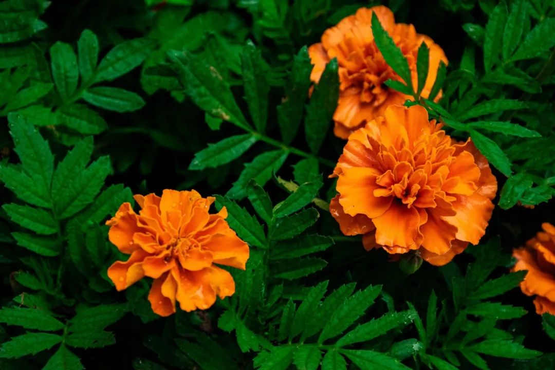 人妻系列无码专区69影院