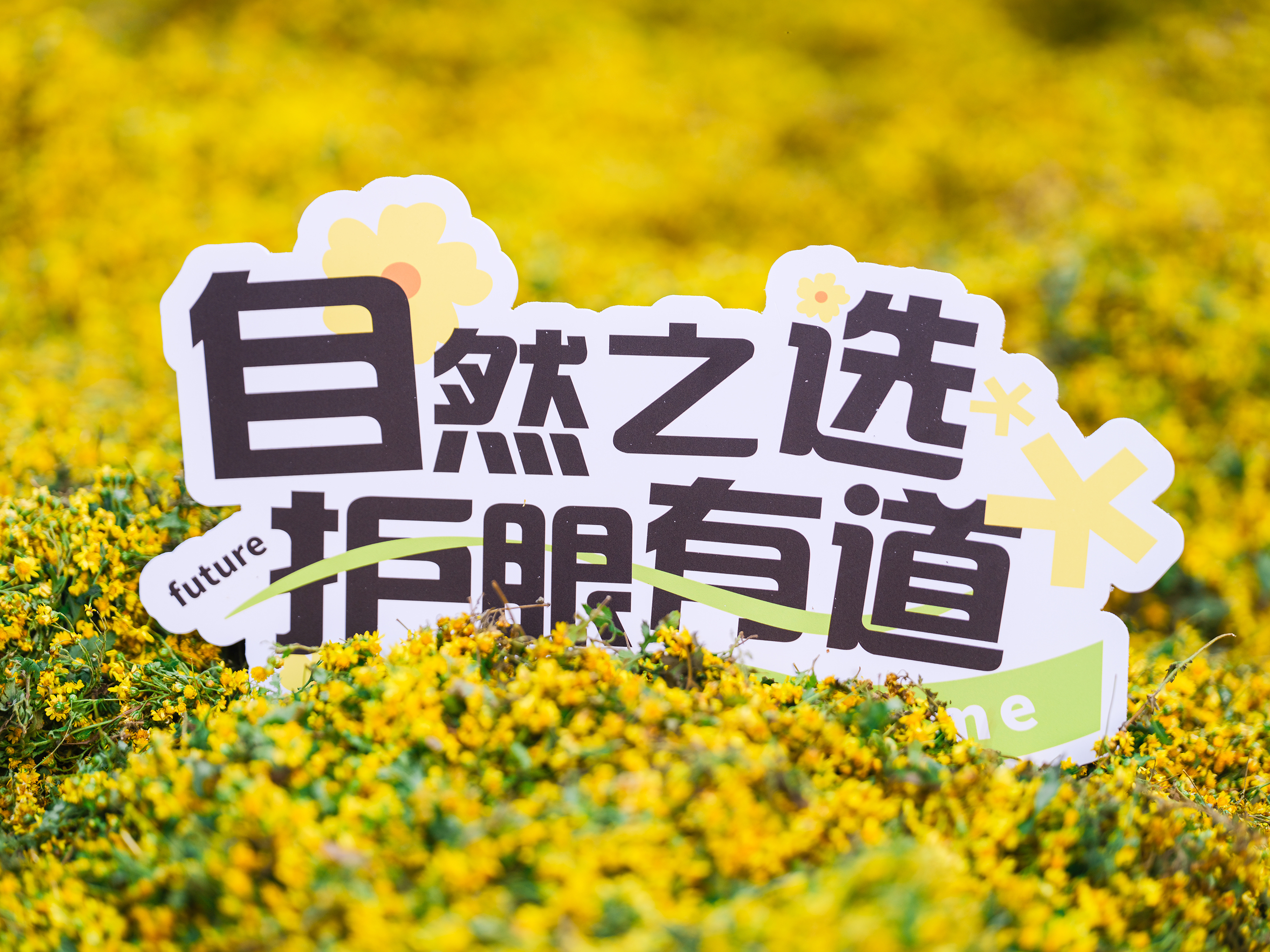 #日韩视频第二页,【源】来真的好—野菊花道地溯源之旅精彩放送